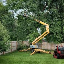 Best Fruit Tree Pruning  in South Hempstead, NY