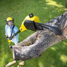 Best Tree Preservation Services  in South Hempstead, NY