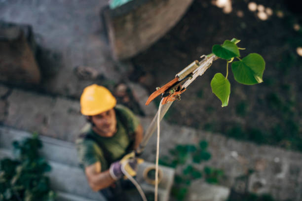 South Hempstead, NY Tree Removal Company