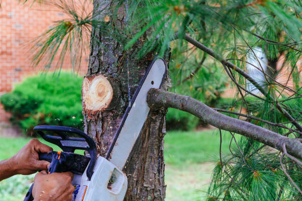 Best Tree Risk Assessment  in South Hempstead, NY